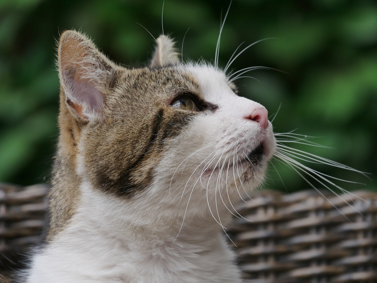 animal  cat  portrait free photo