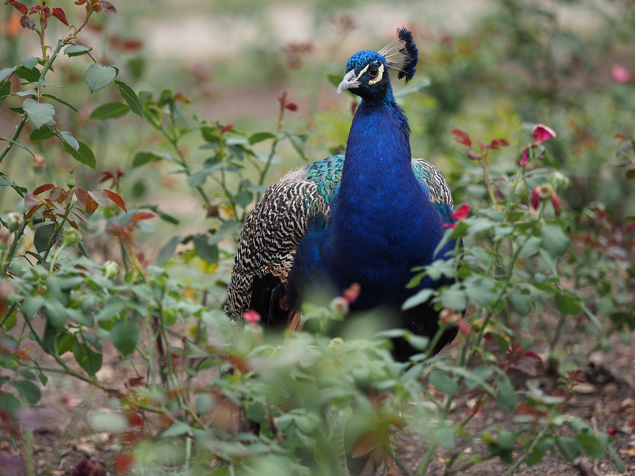 animal  bird  peacock free photo