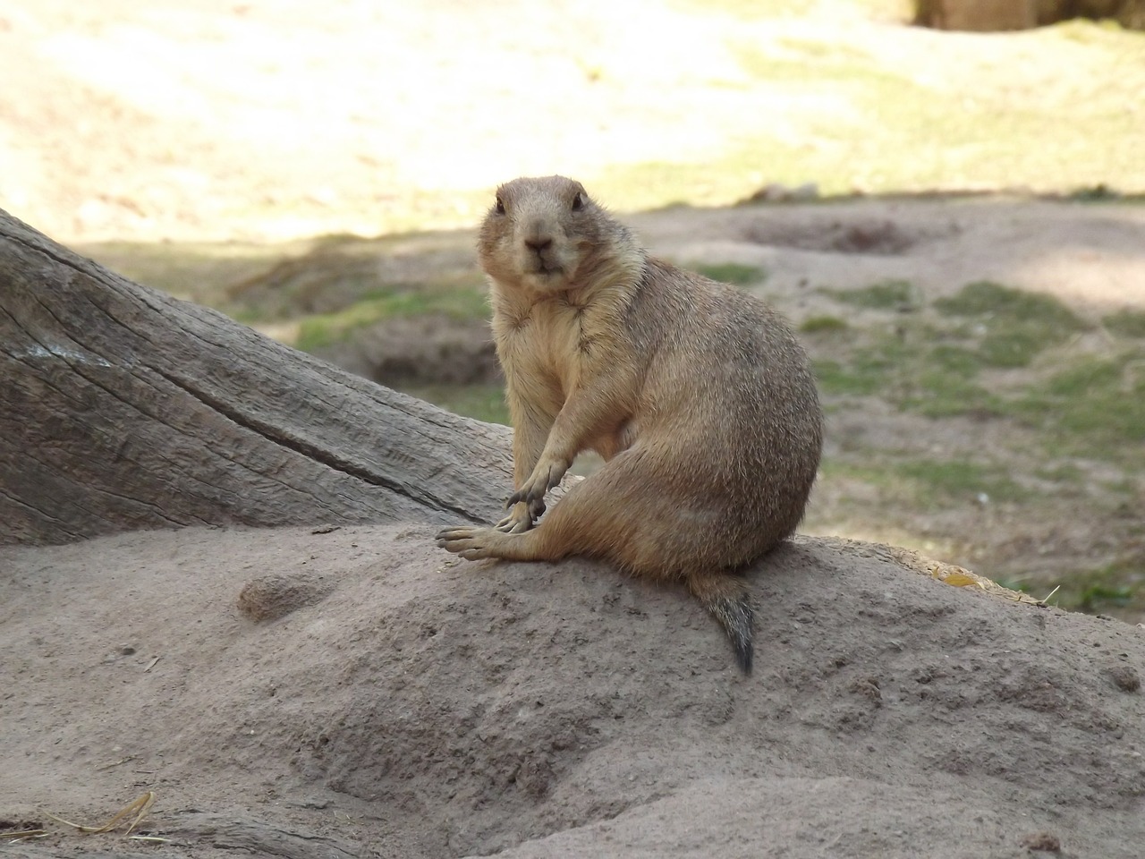 animal mammal zoo free photo