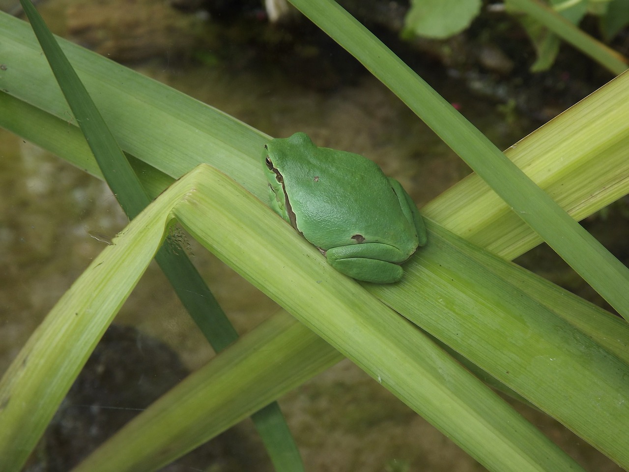 animal nature frog free photo