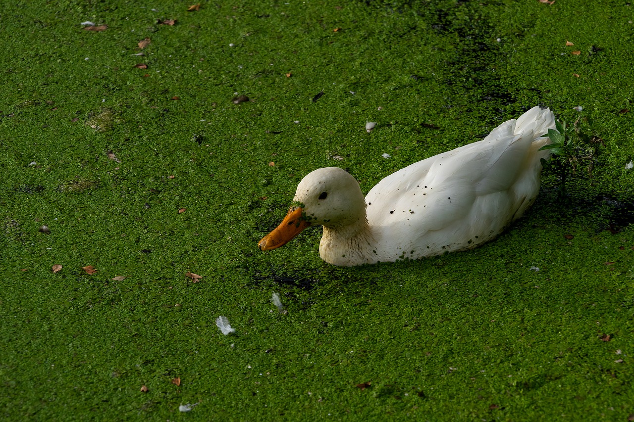 animal  bird  duck free photo