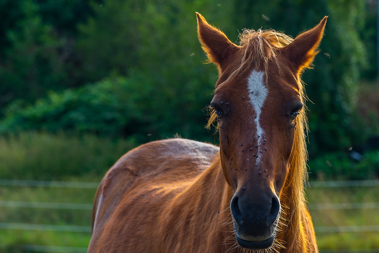 animal  horse  nature free photo