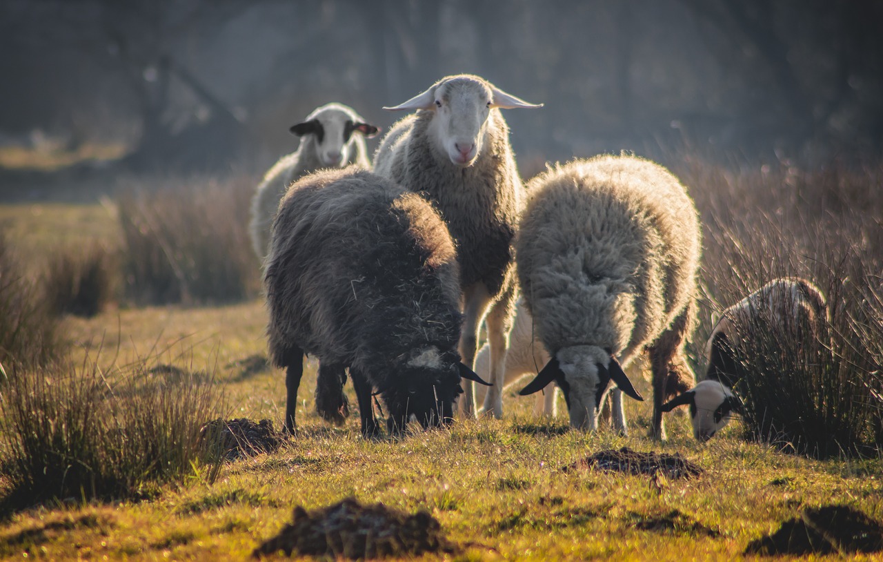 animal  sheep  nature free photo