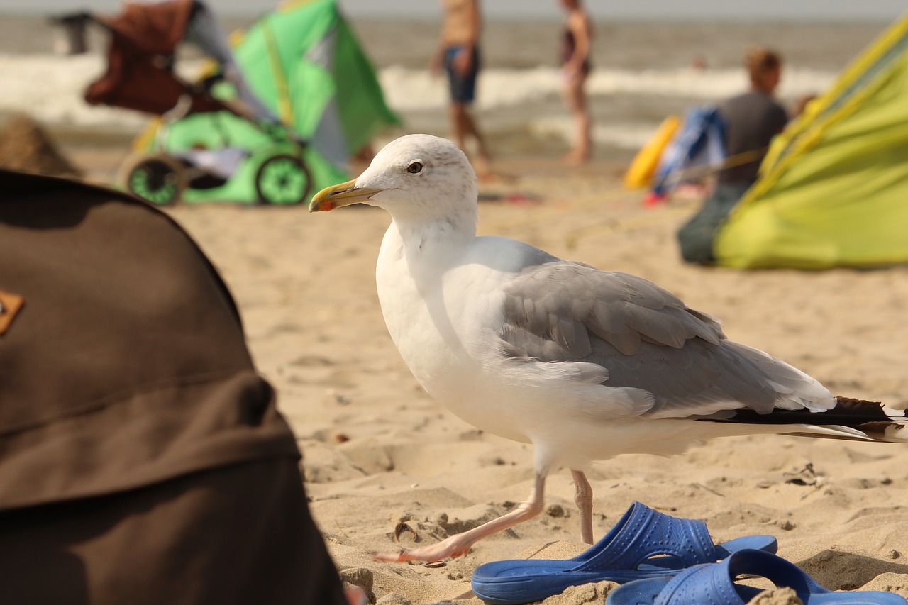 animal  seagull  beach free photo