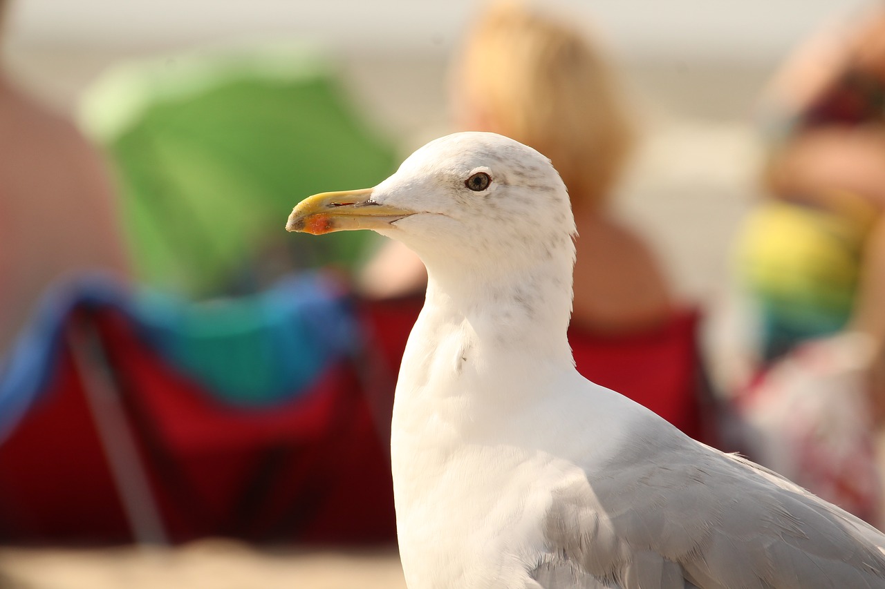 animal  seagull  bird free photo