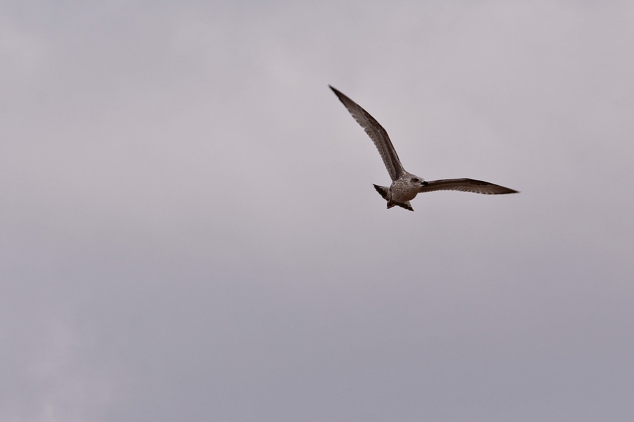 animal  flying  seagull free photo