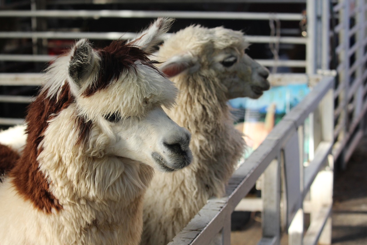 animal  alpaca  hair free photo