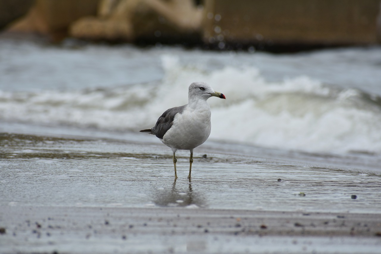 animal  sea  beach free photo