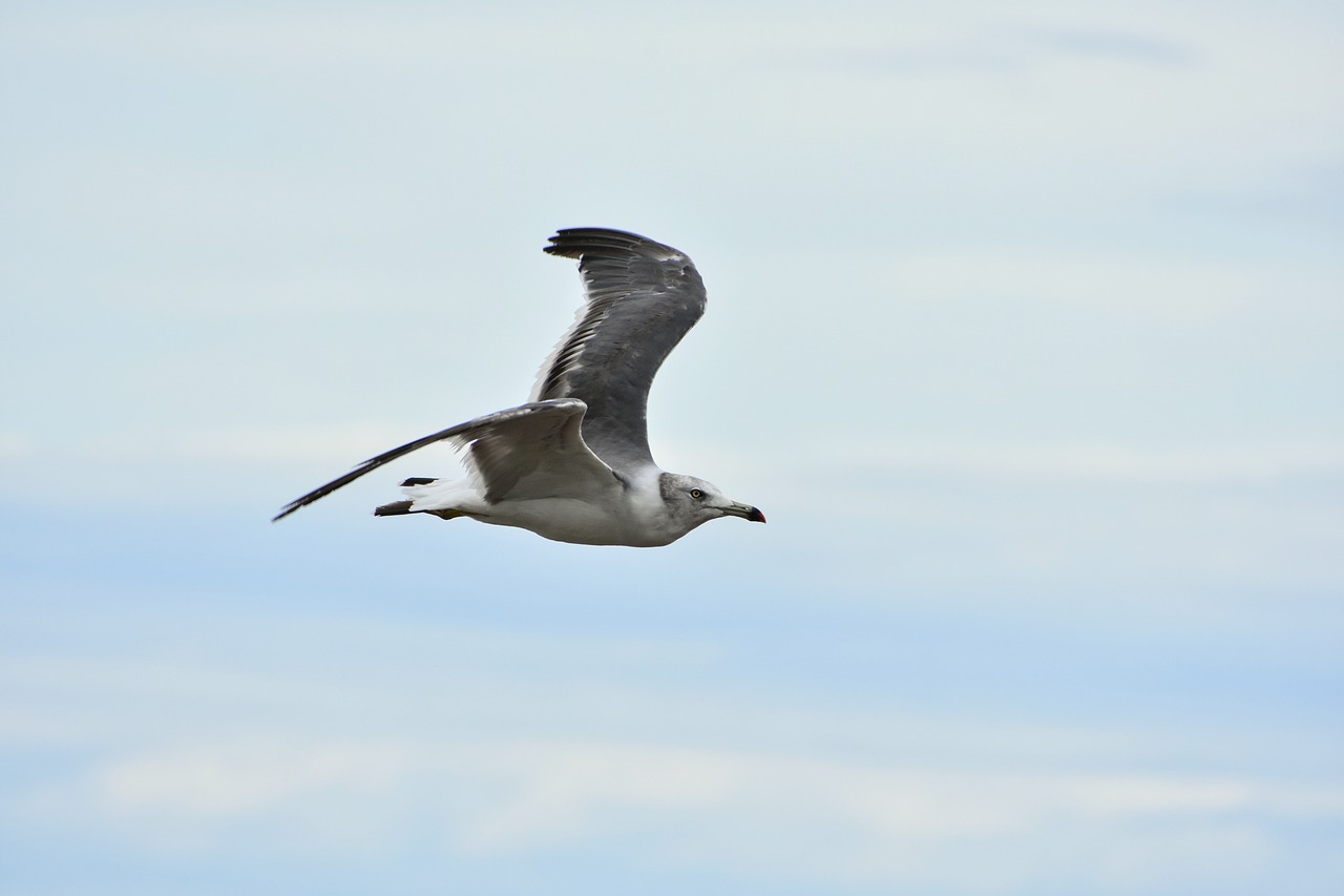 animal  sky  bird free photo