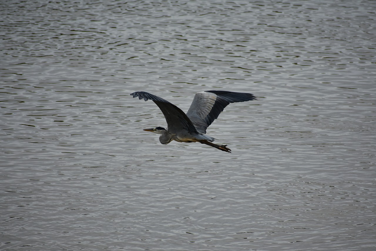 animal  river  waterside free photo