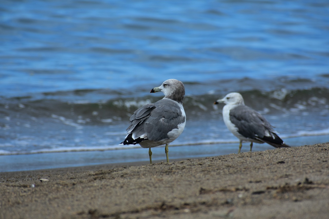 animal  sea  beach free photo