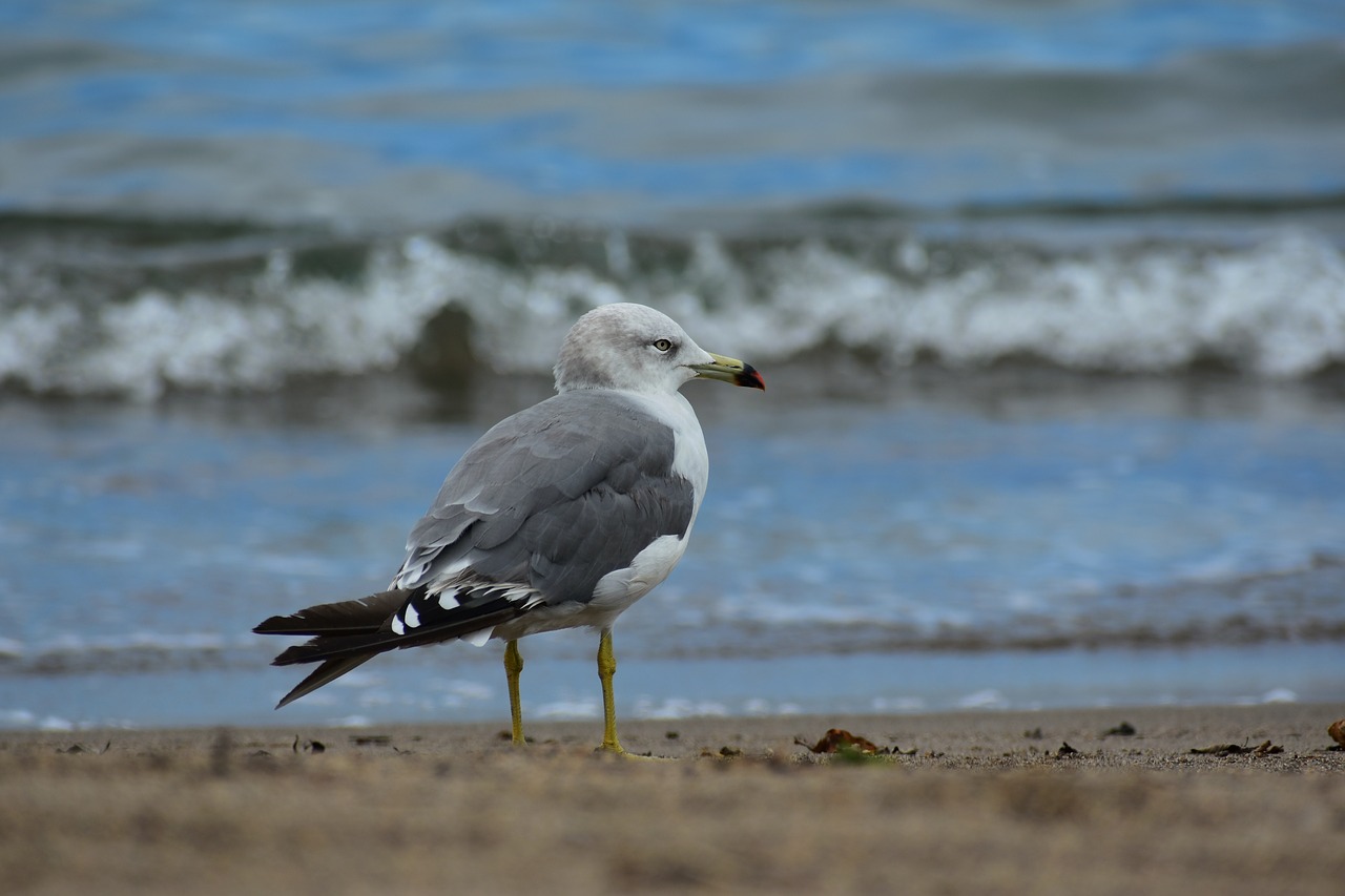 animal  sea  beach free photo