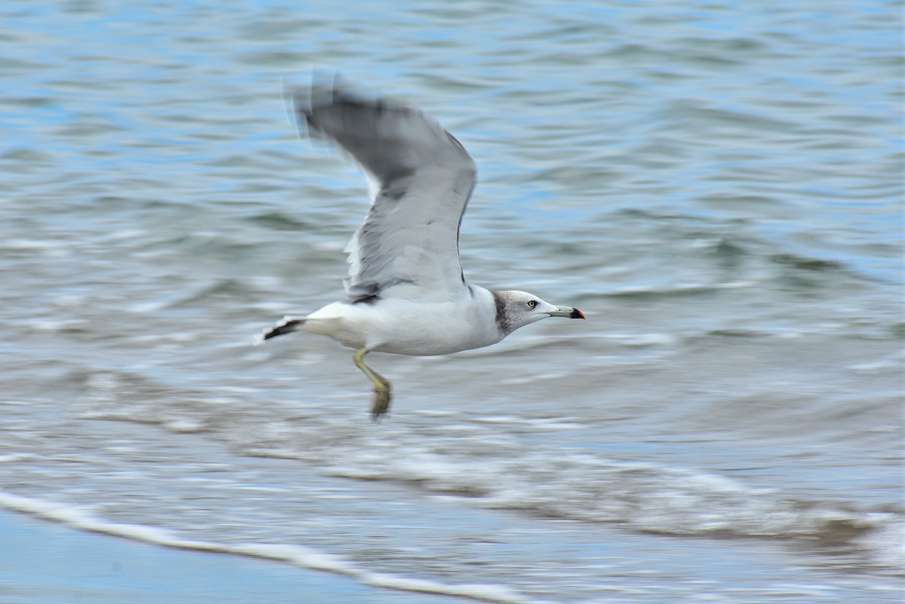 animal  sea  beach free photo