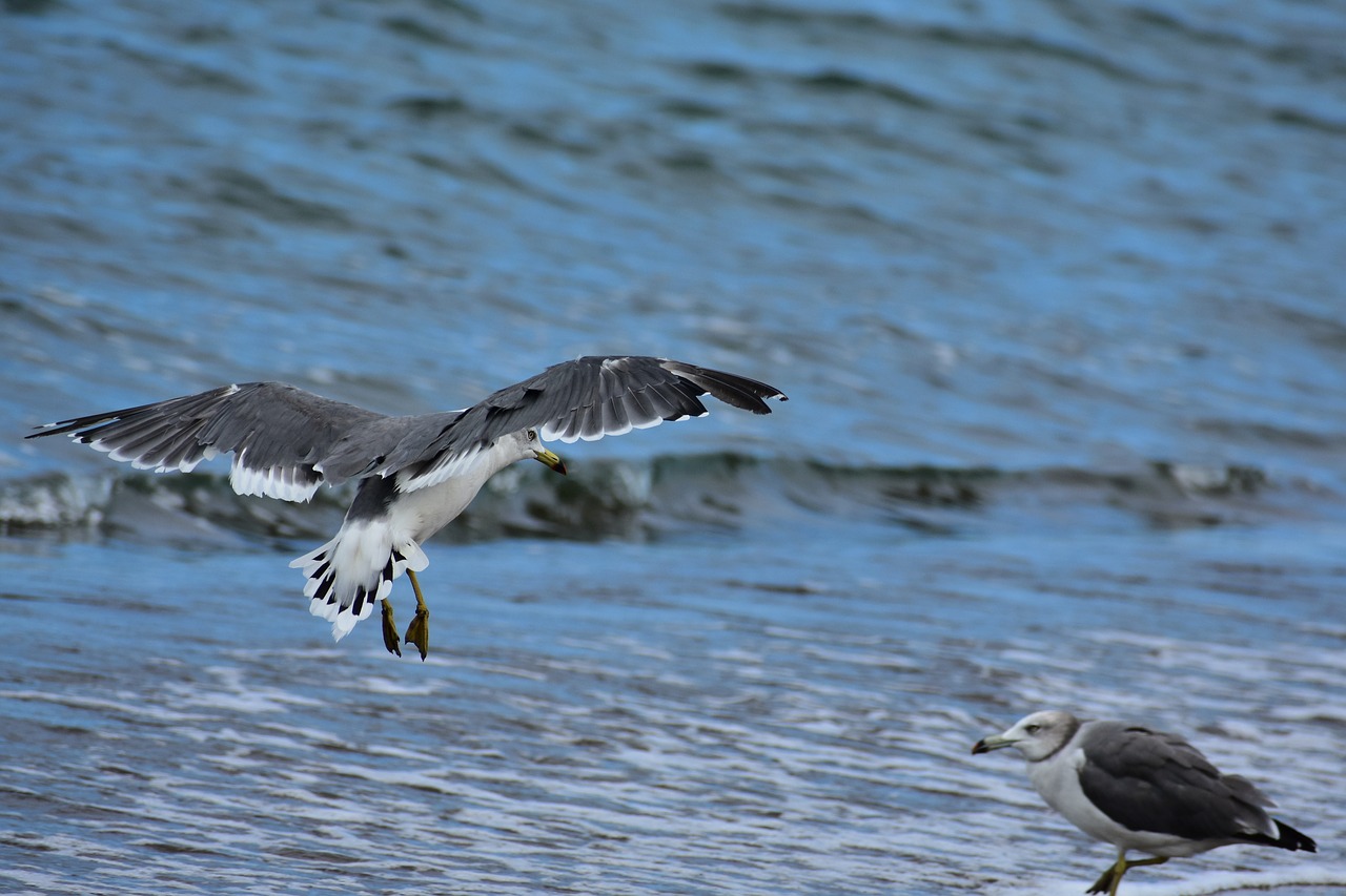 animal  sea  beach free photo