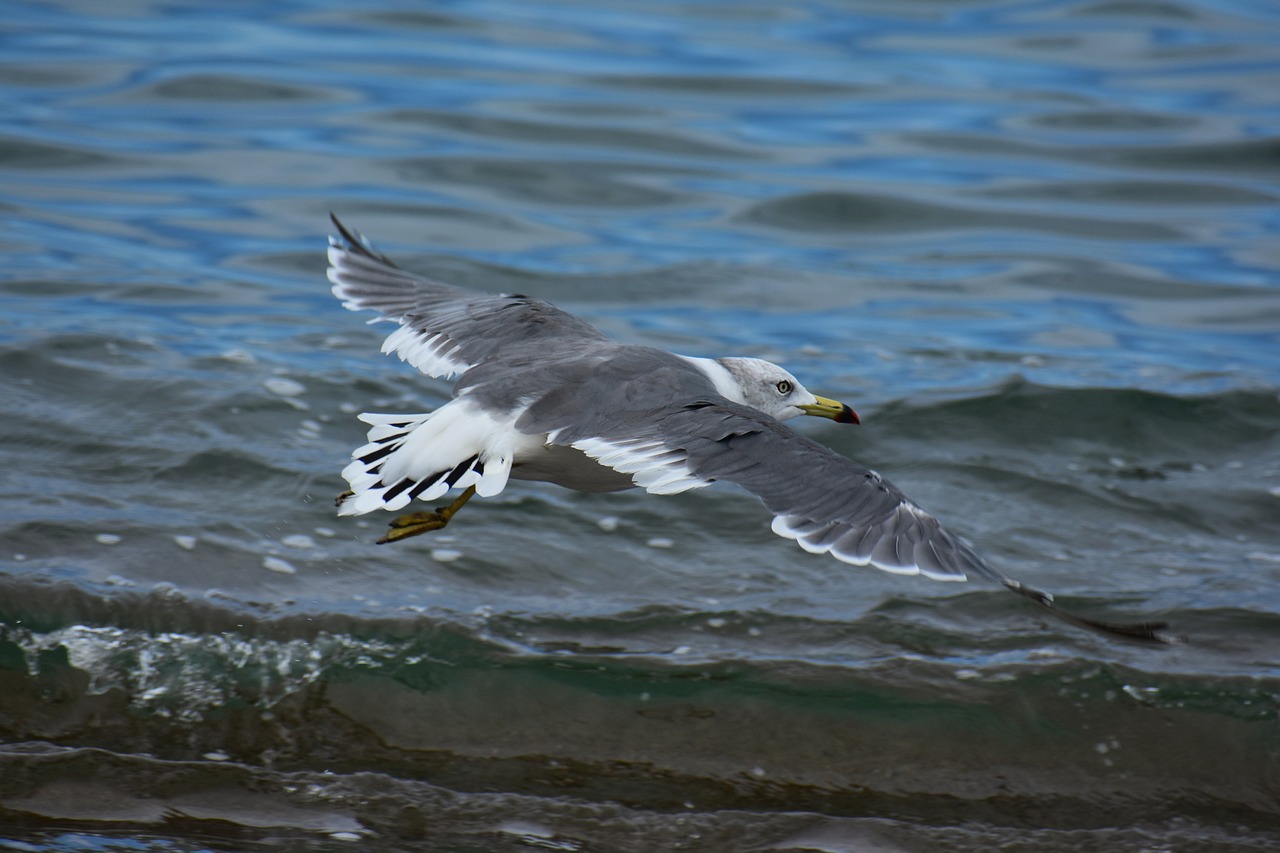 animal  sea  beach free photo