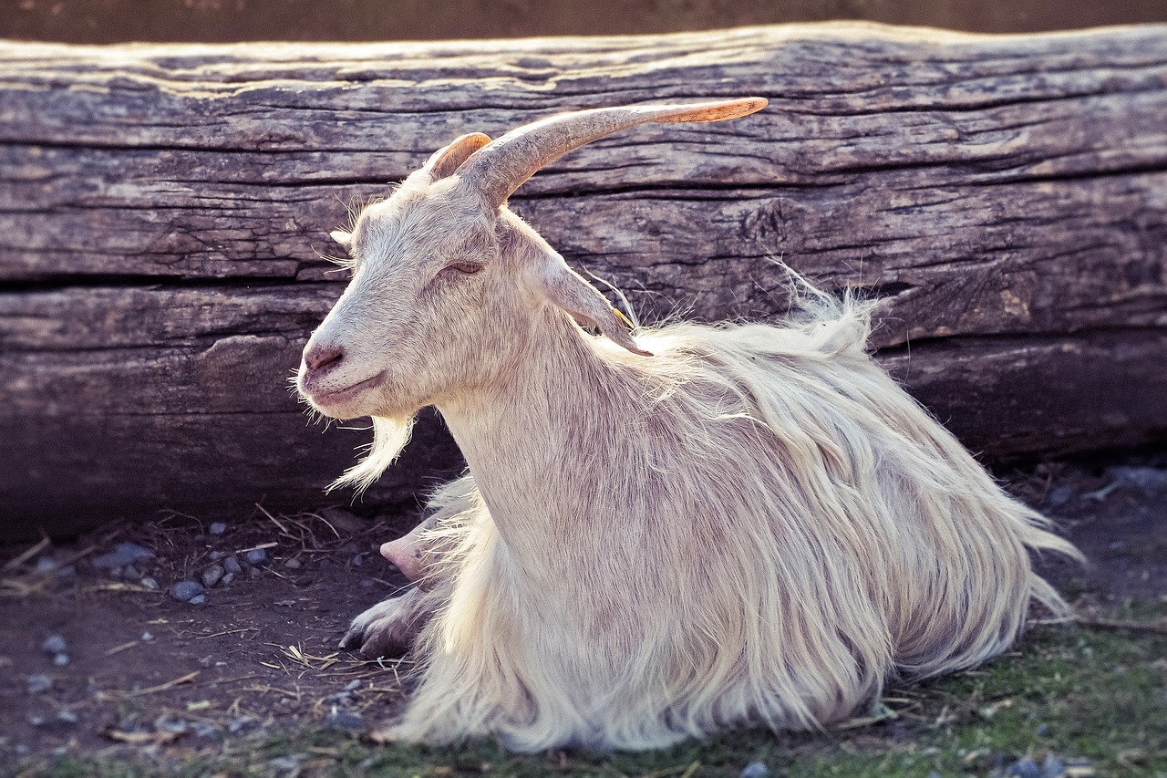 animal  goat  horns free photo