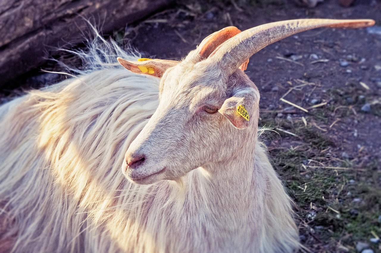 animal  goat  horns free photo