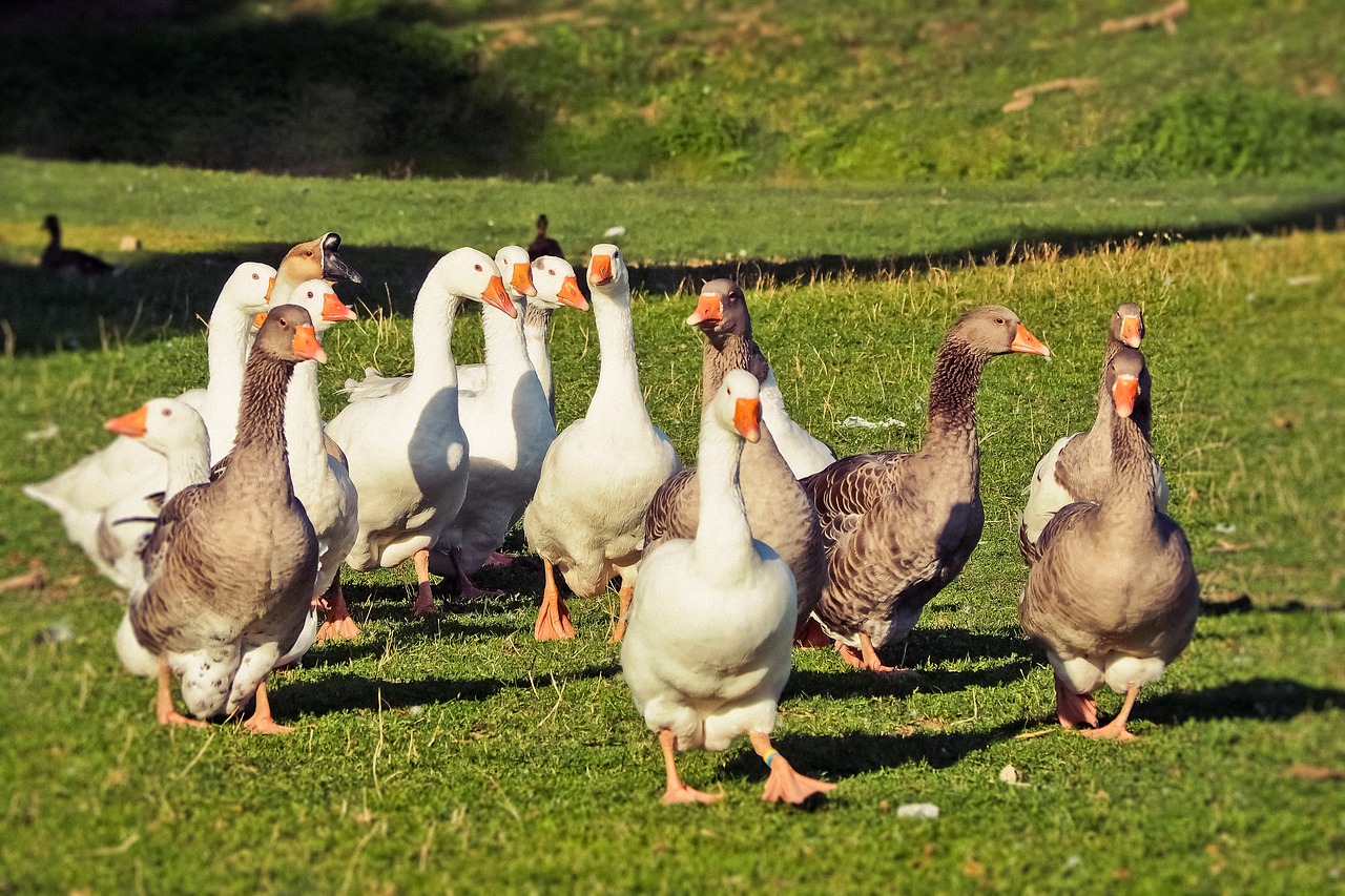 animal  geese  bird free photo