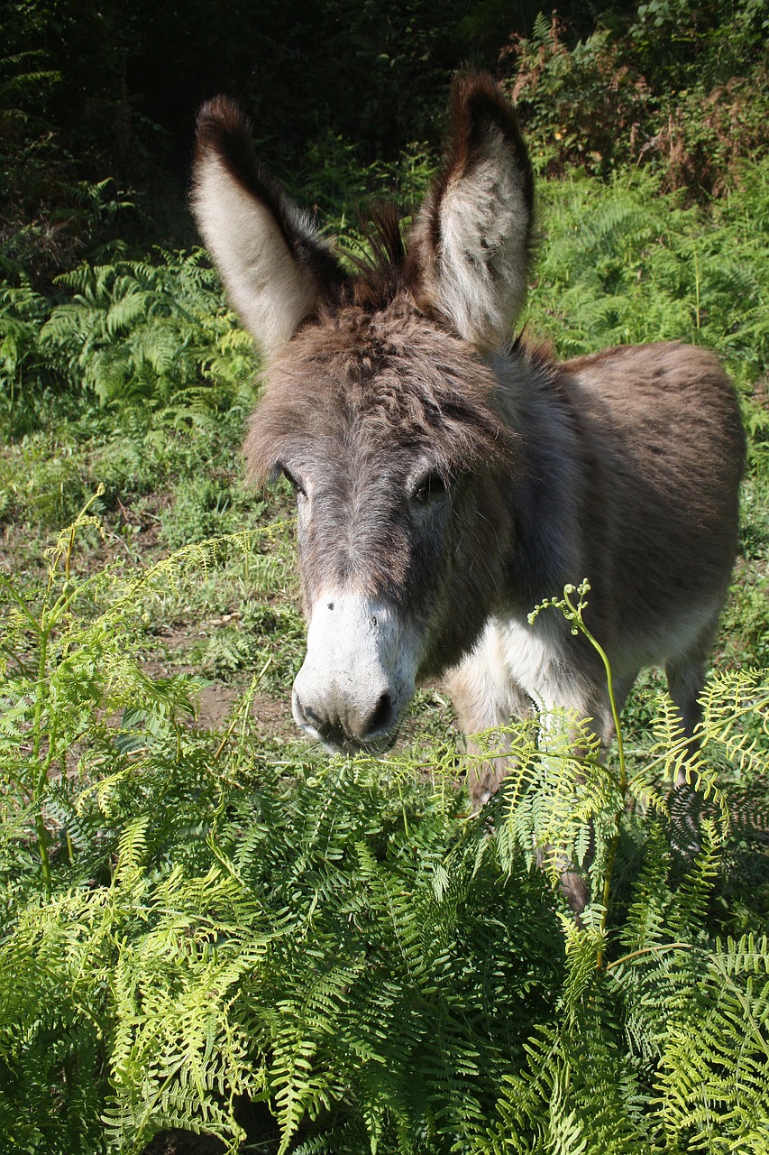 animal donkey head free photo