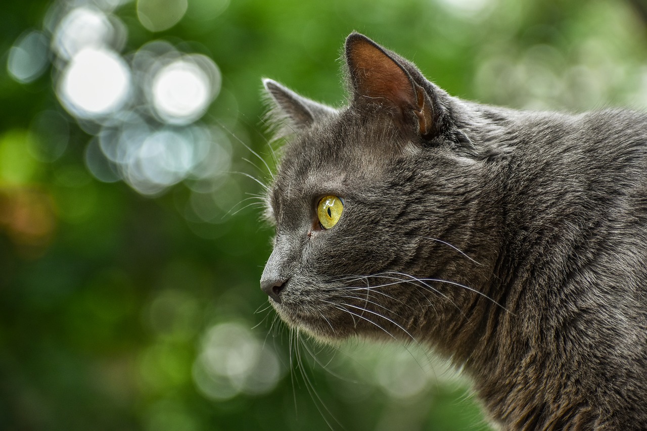 animal  cat  grey free photo