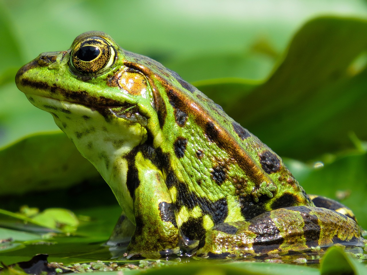animal  frog  amphibian free photo