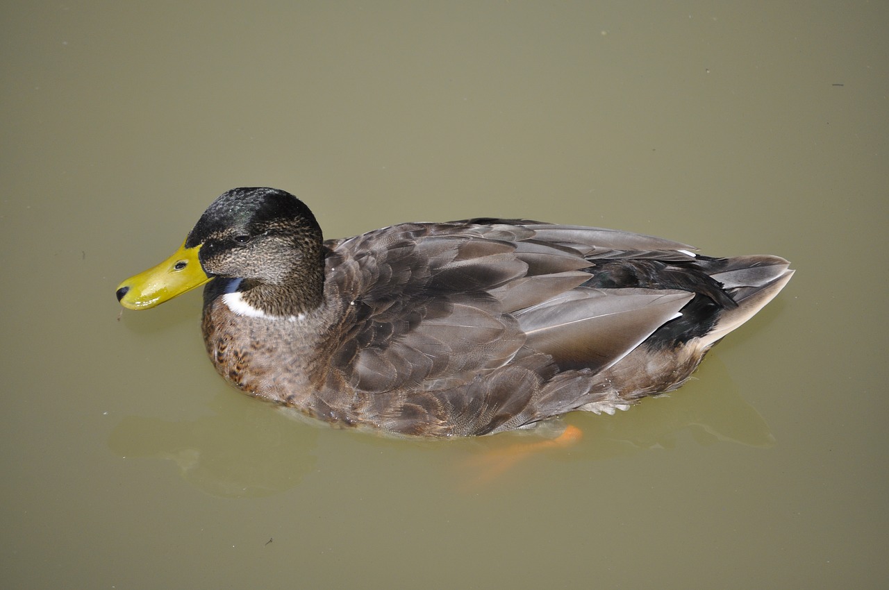 animal  duck  nature free photo