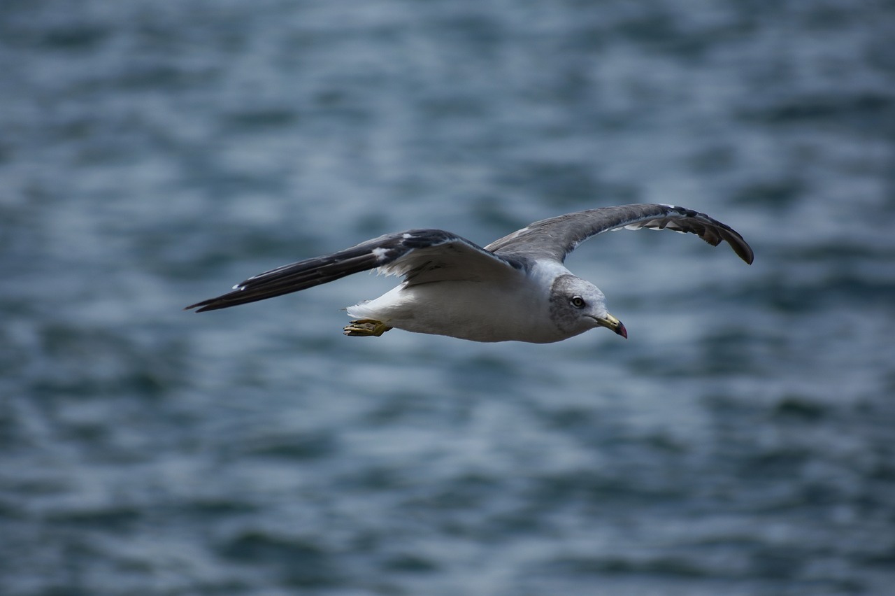 animal  sea  bird free photo