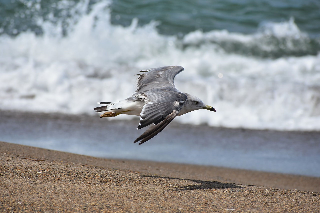 animal  sea  beach free photo