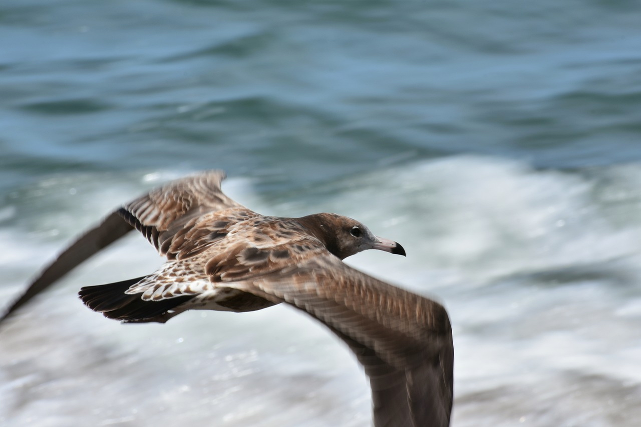 animal  sea  wave free photo