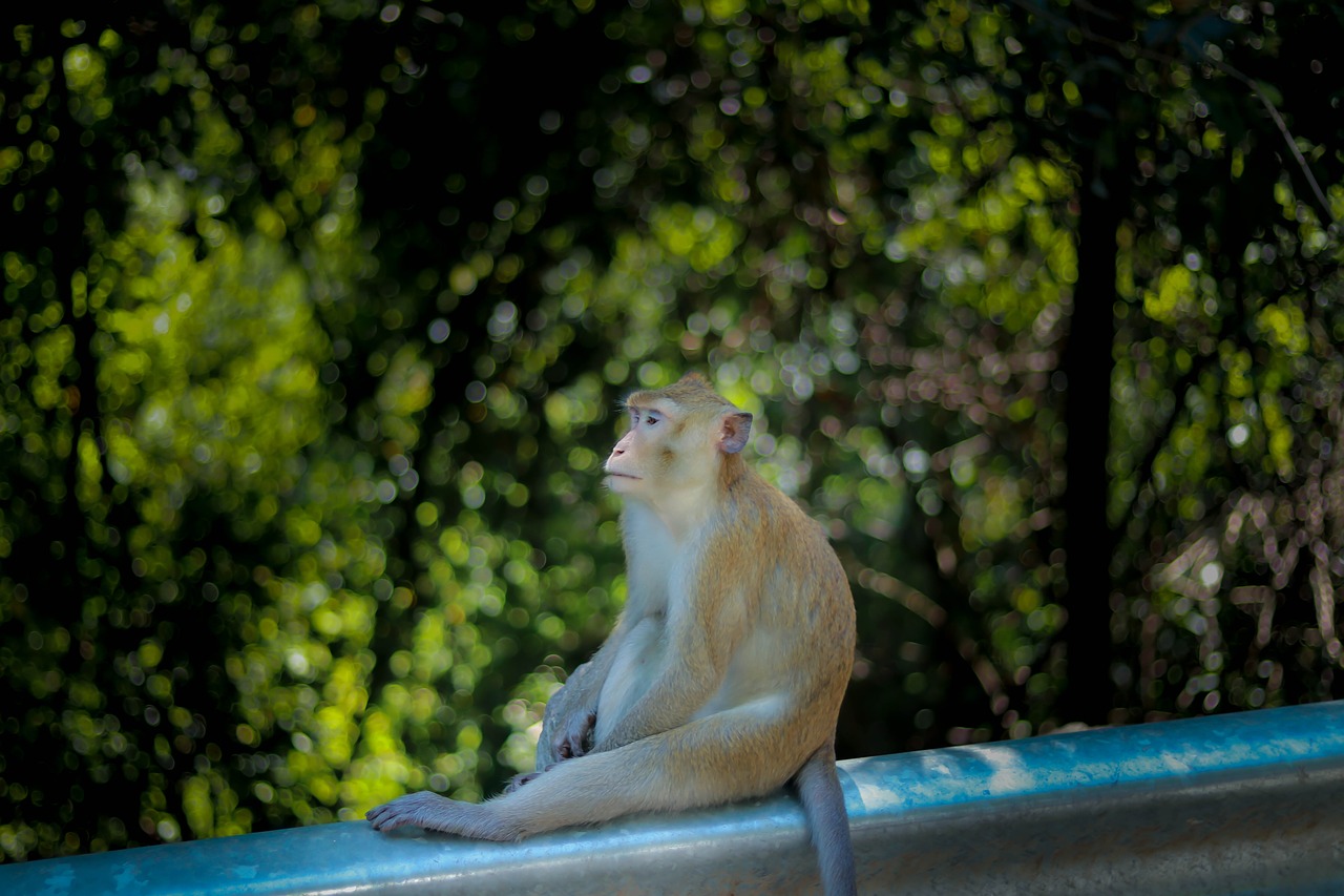 animal  zoo  ling free photo