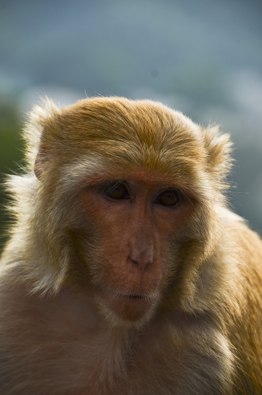 animal monkey india free photo