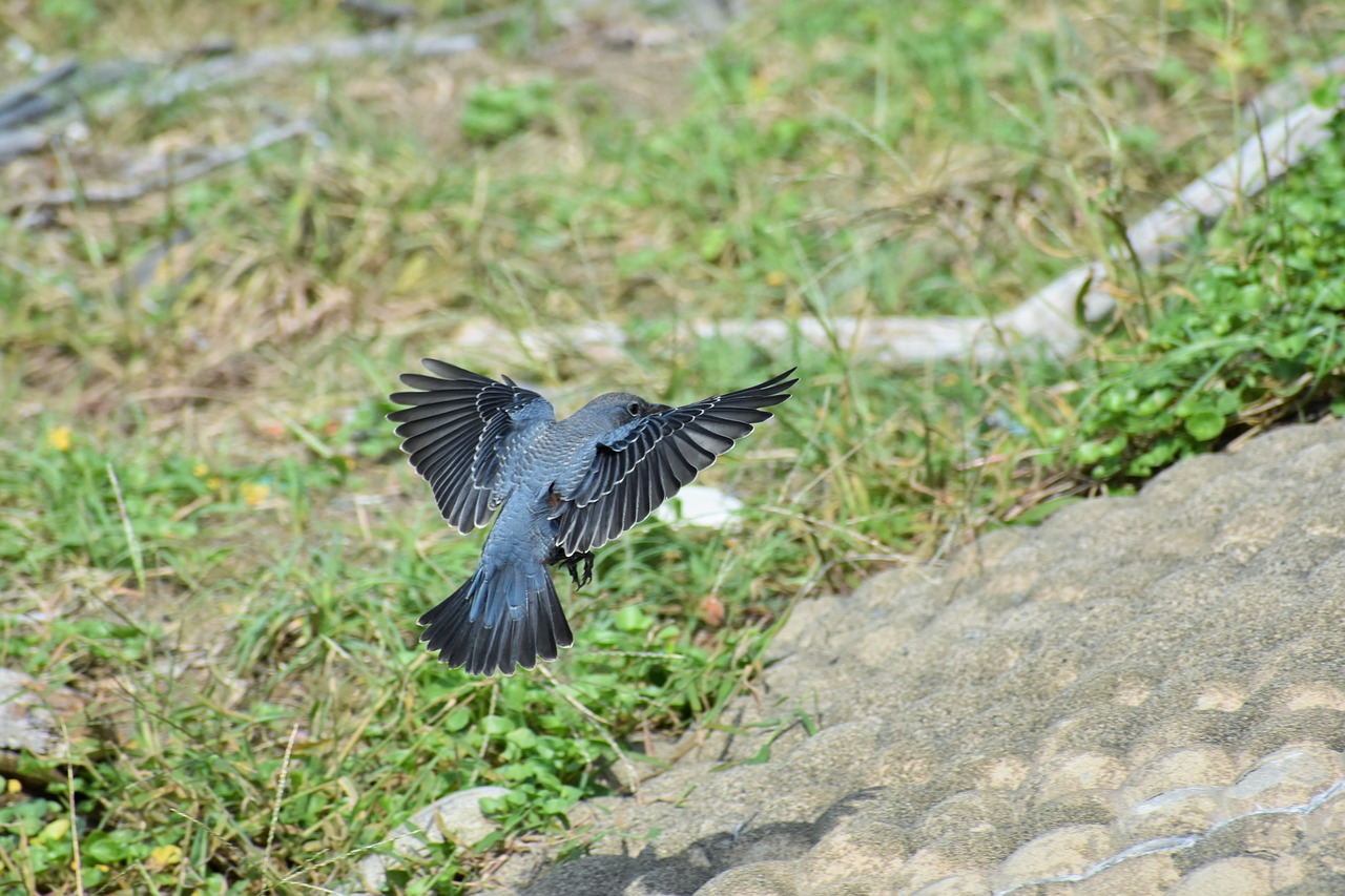 animal  beach  bird free photo