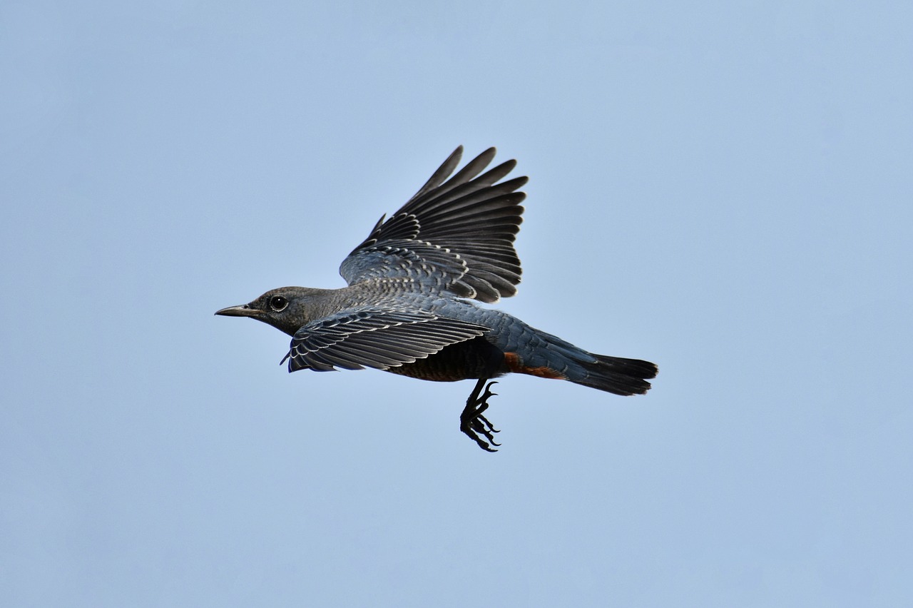 animal  sky  bird free photo