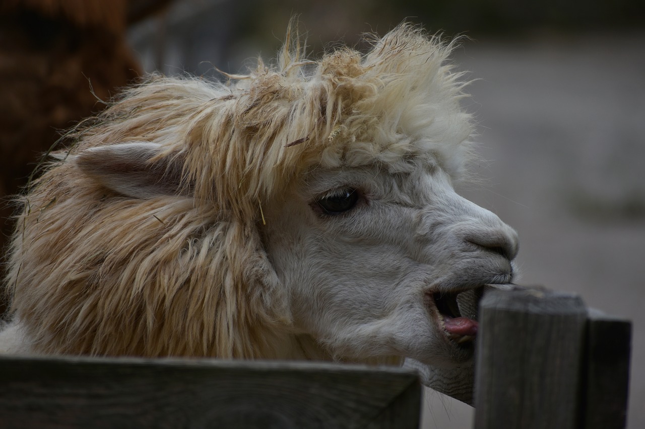 animal  alpaca  wool free photo