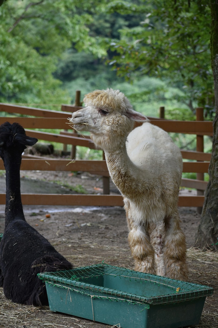 animal  alpaca  wool free photo