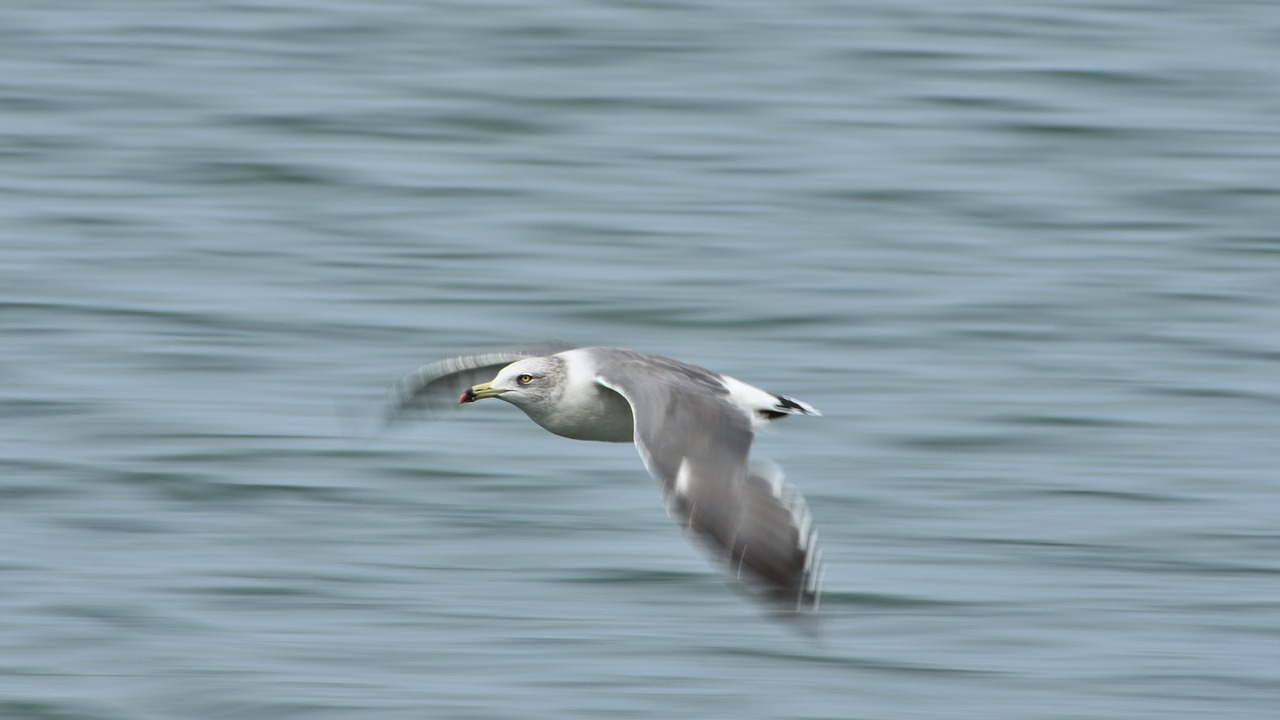 animal  sea  bird free photo