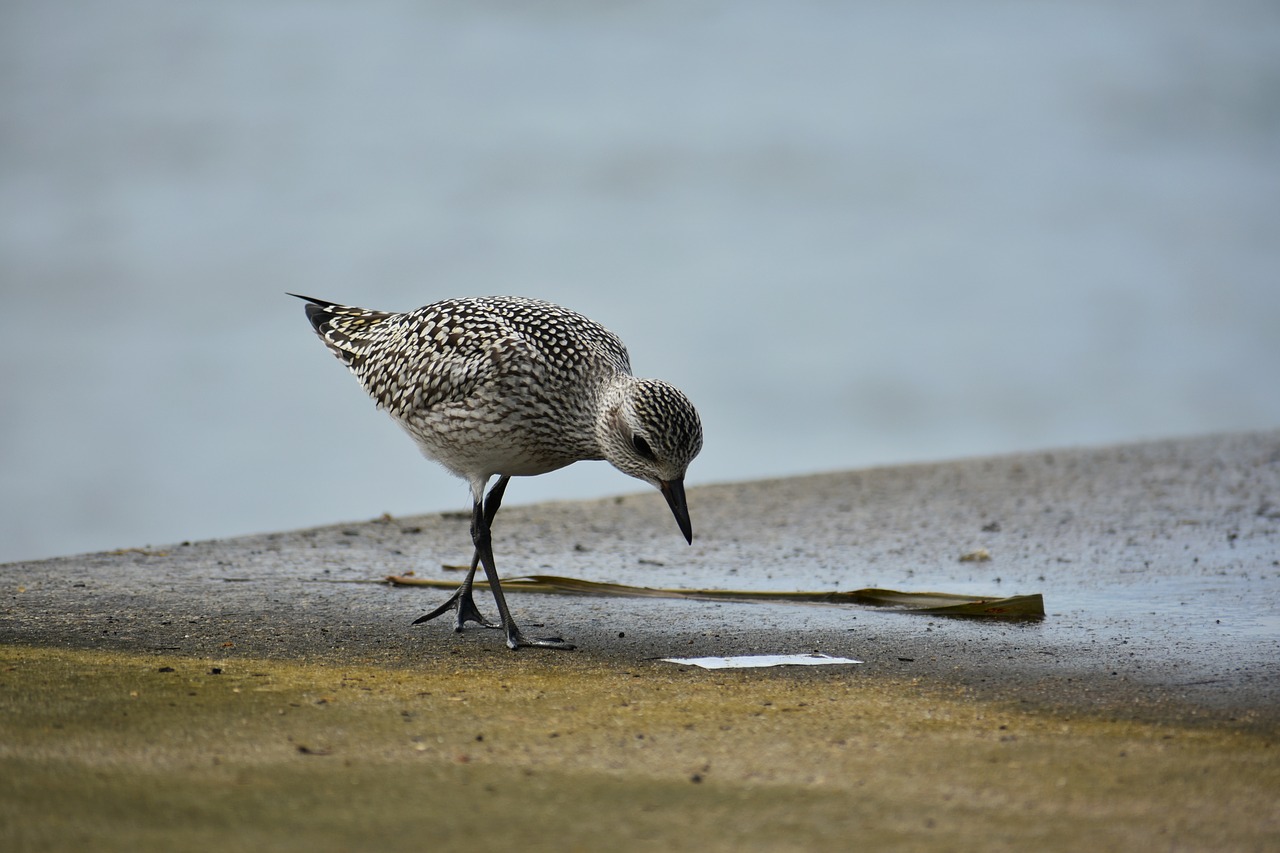 animal  sea  bird free photo