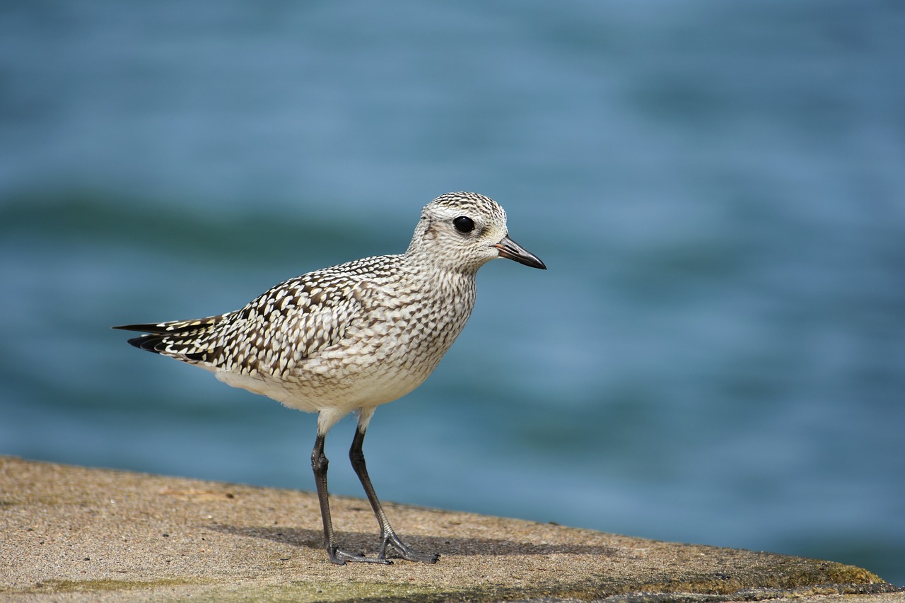 animal  sea  bird free photo