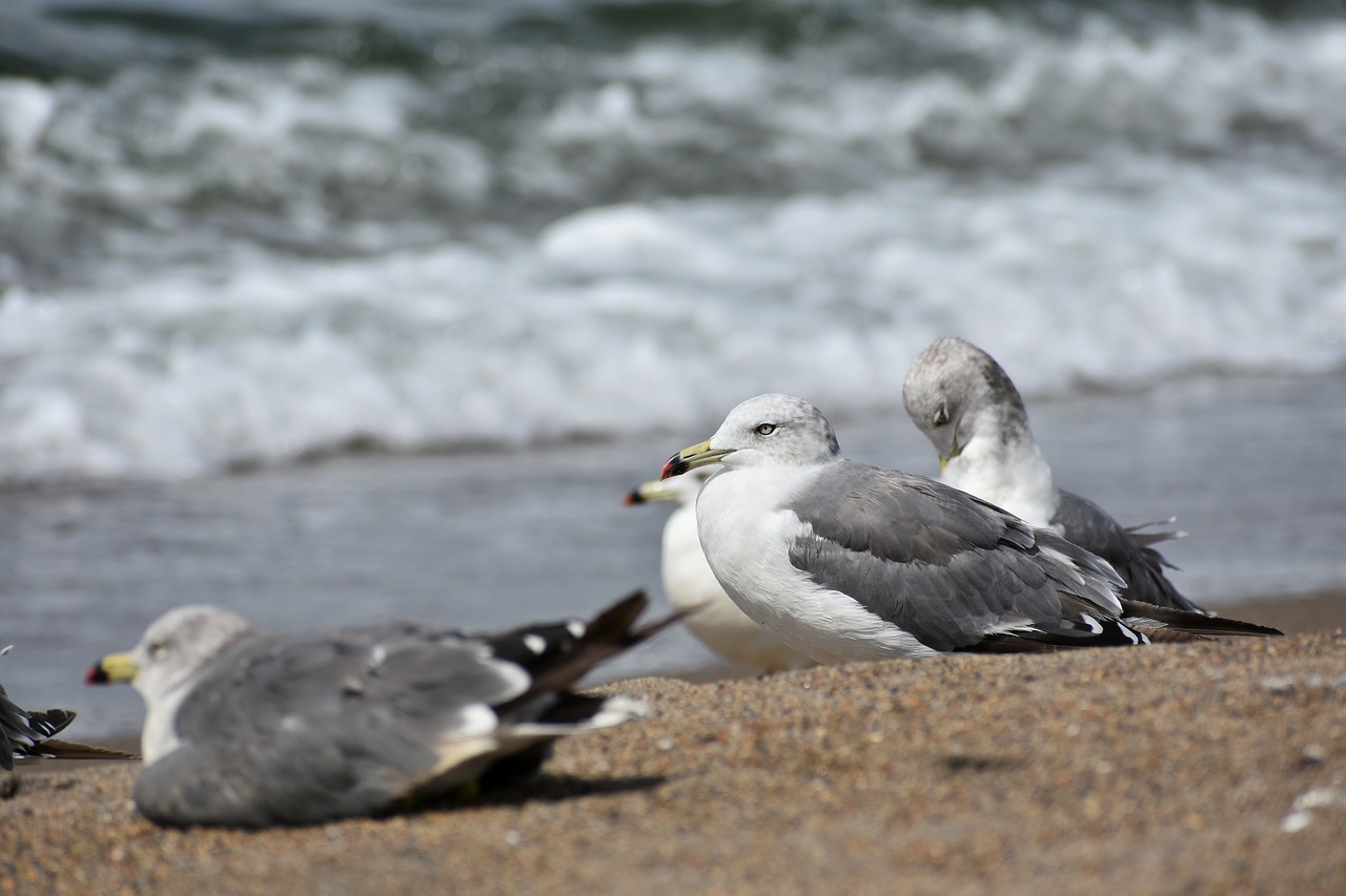 animal  sea  beach free photo