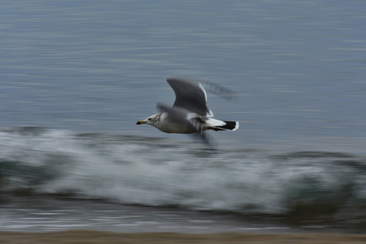 animal  sea  beach free photo