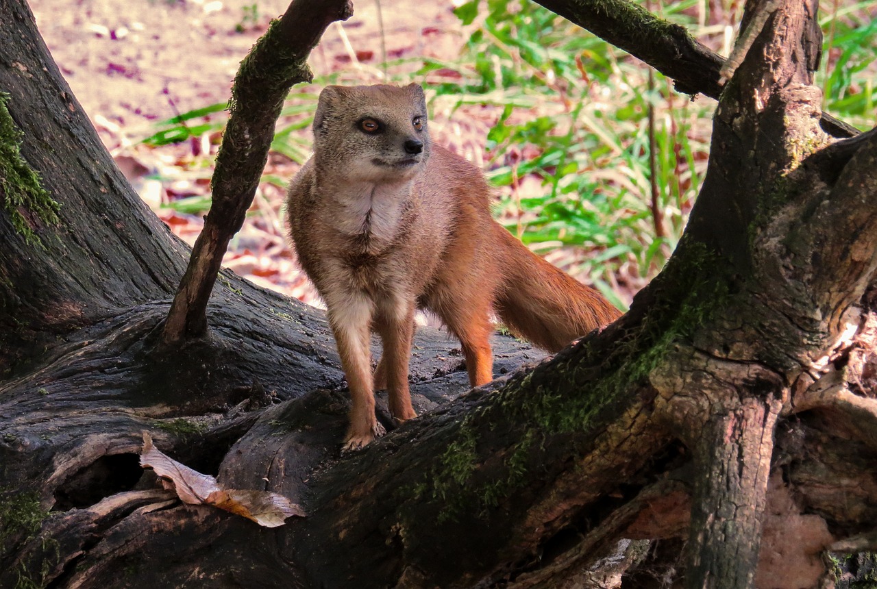 animal  fuchsmanguste  curious free photo