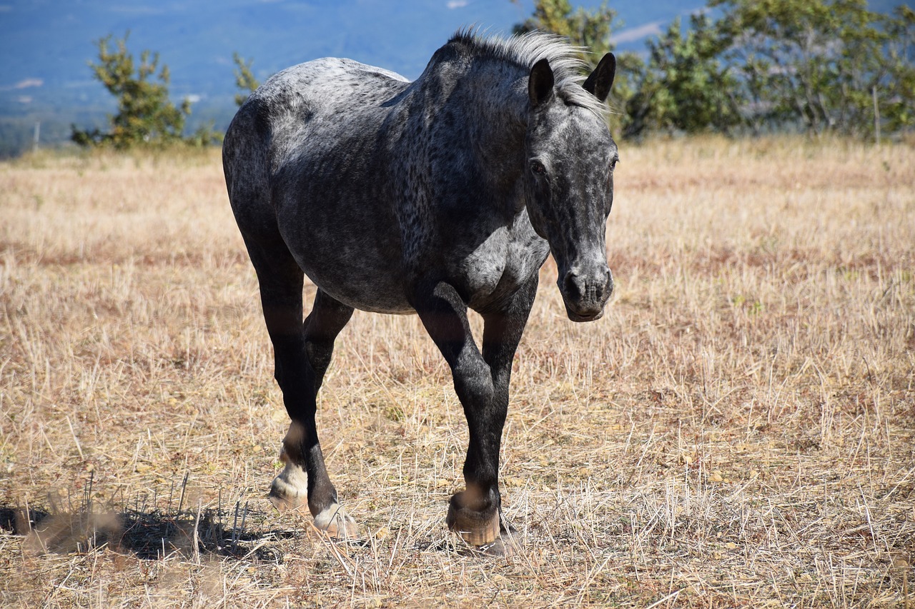 animal  horse  nature free photo