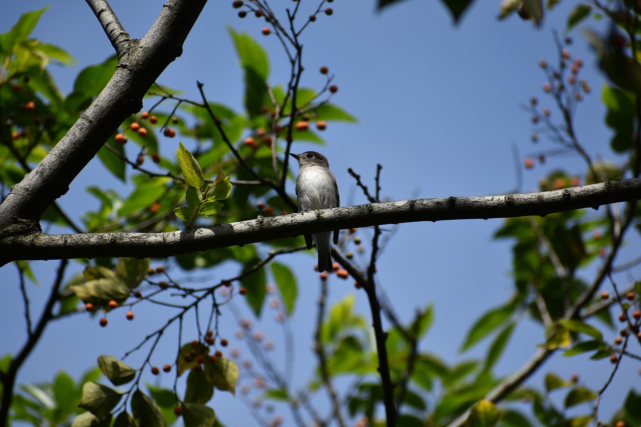 animal  sky  trees and plants free photo