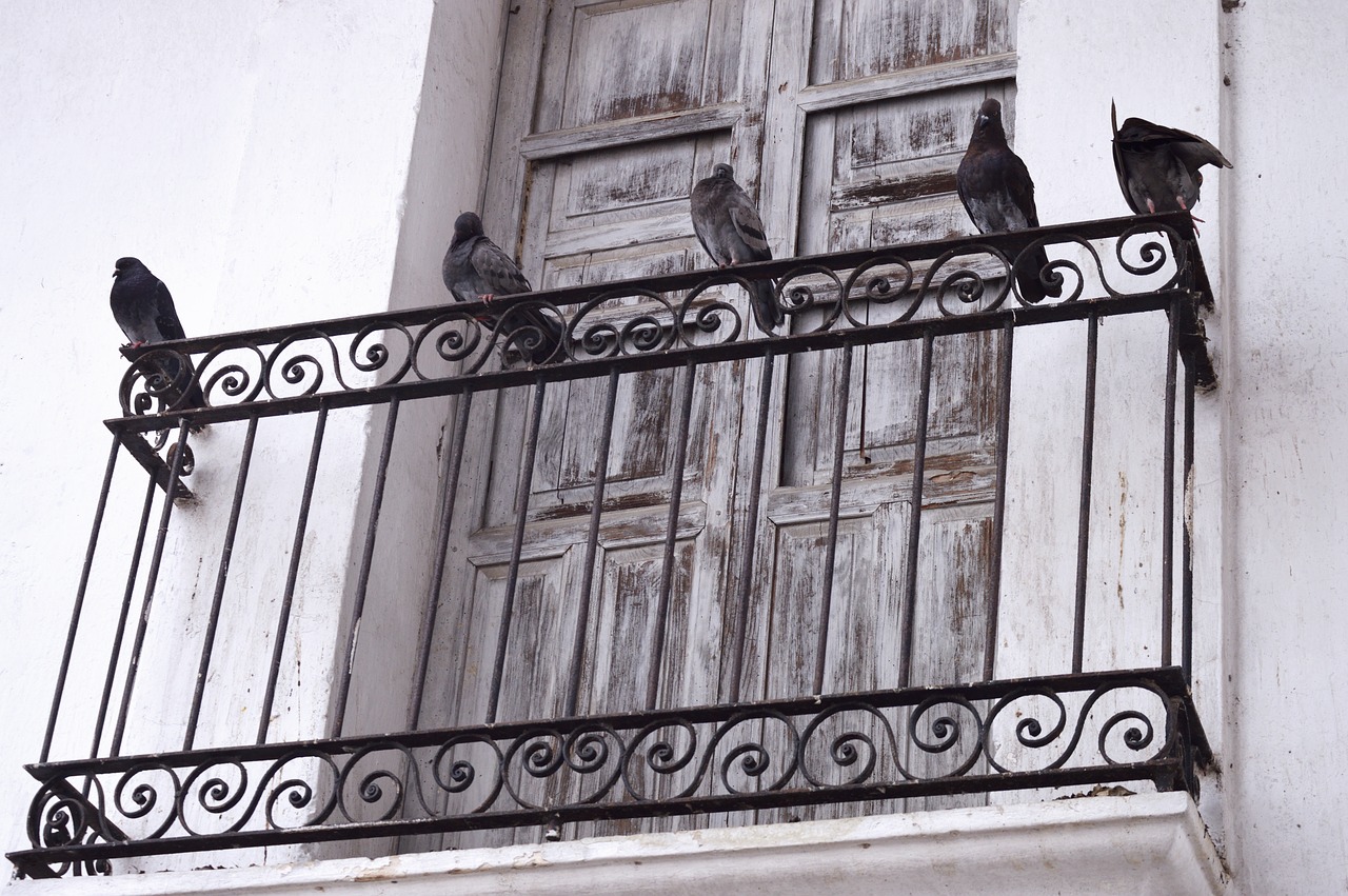 animal  ave  balcony free photo