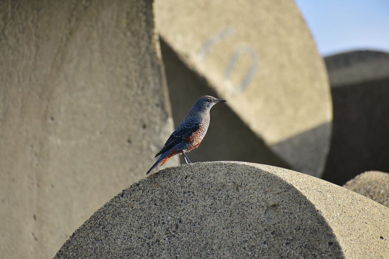 animal  sea  beach free photo