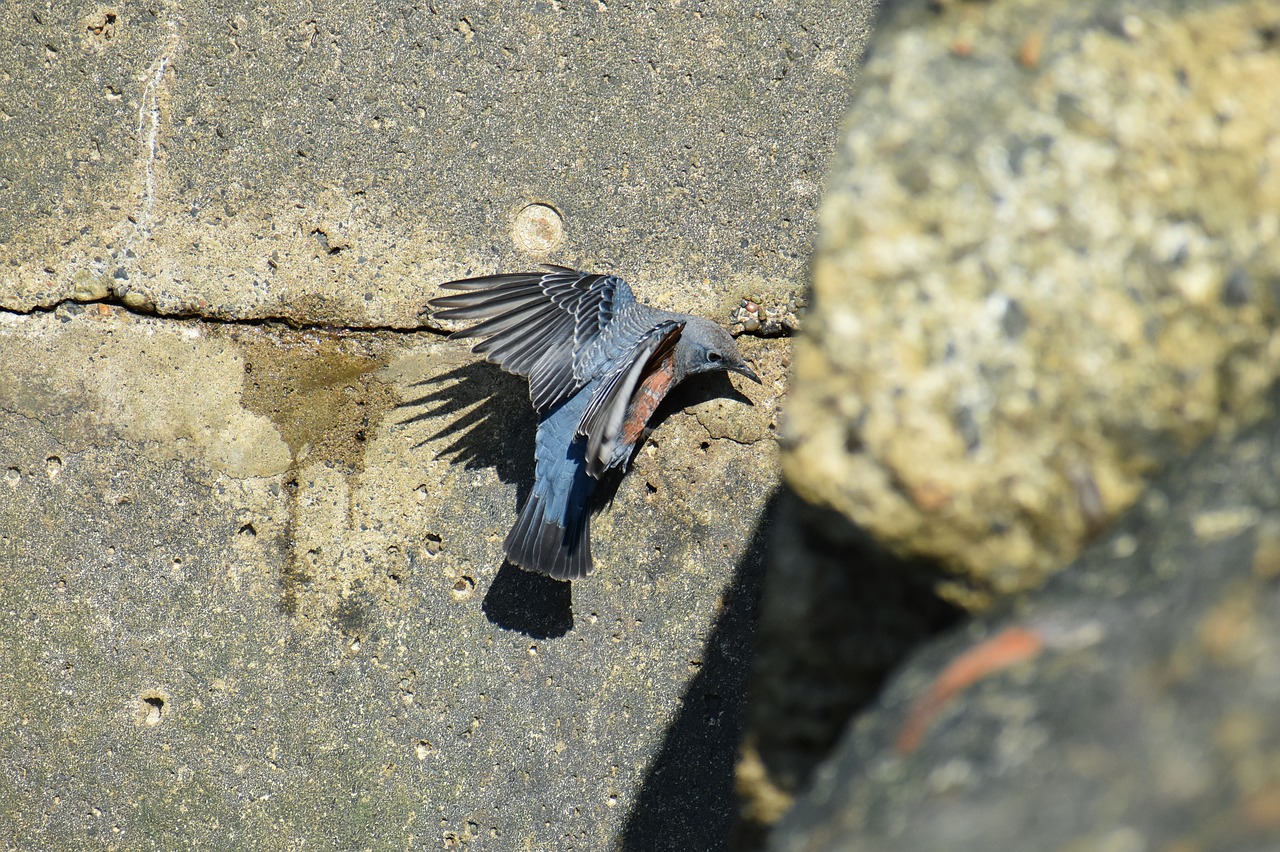 animal  sea  beach free photo