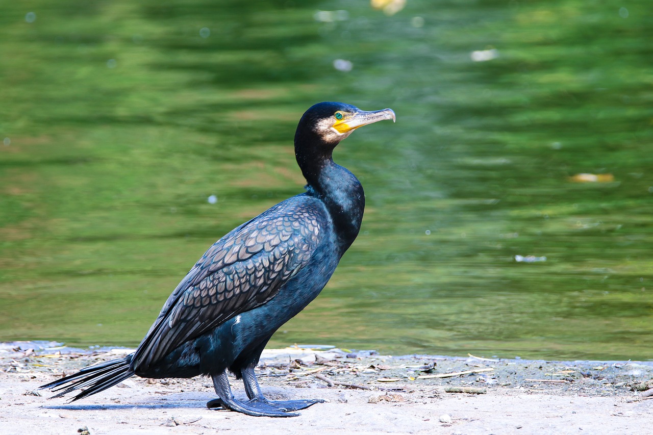 animal  bird  cormorant free photo