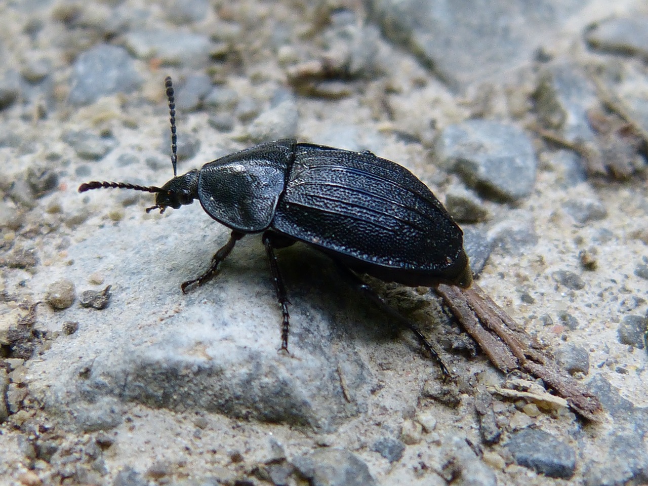 animal insect beetle free photo