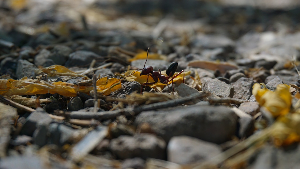 animal  ant  insect free photo