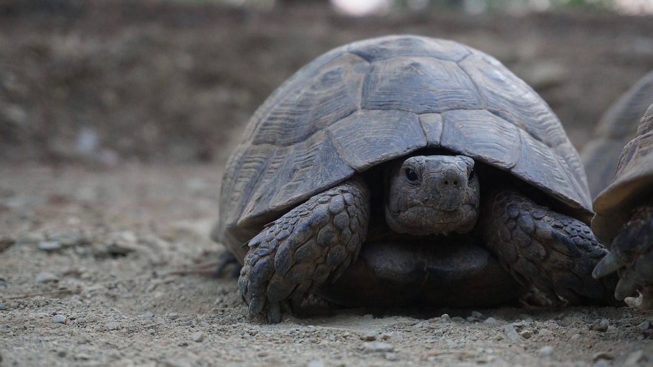 animal  tortoise  nature free photo